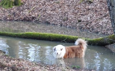 Energie des Fische Monats