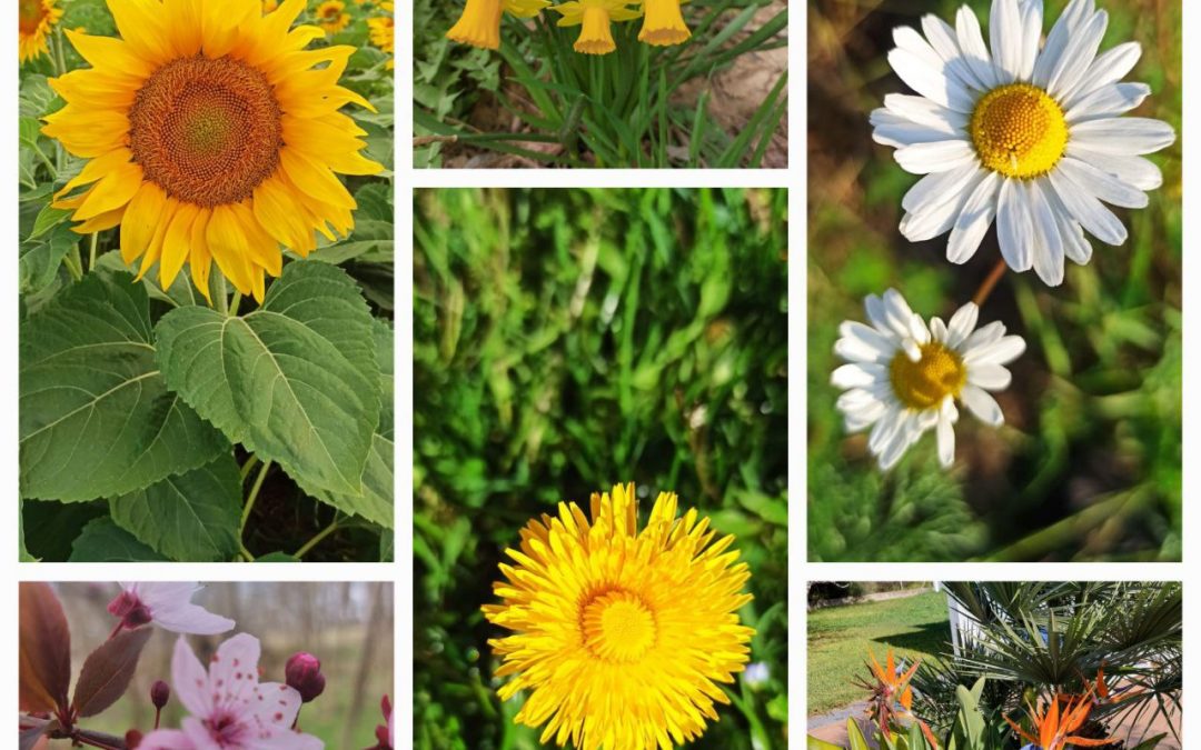 Warum Blumen blühen