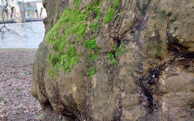 Die Natur hilft uns zu jeder Zeit