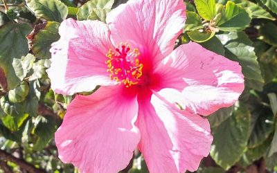 „OSTARA“ ist ein heidnisches Fest