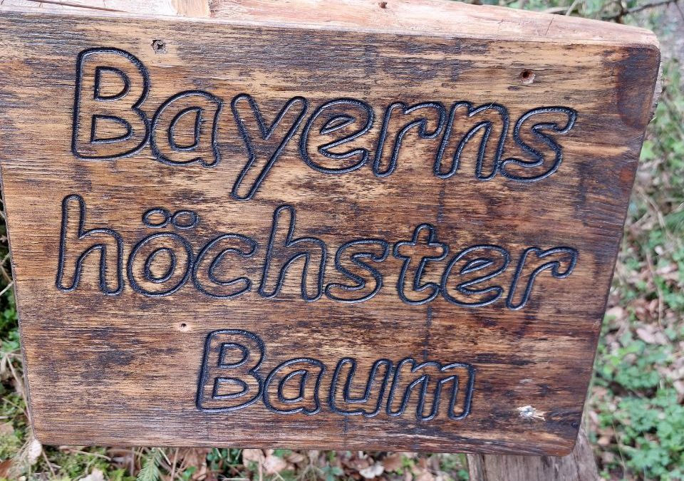 Bäume sind die perfekten Begleiter in höhere Reiche