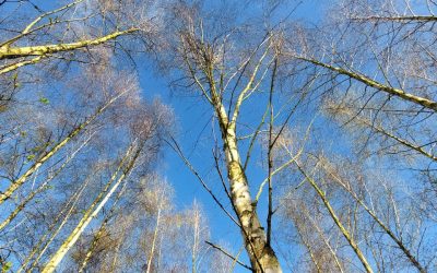 Birke – ein absoluter Lichtbringer