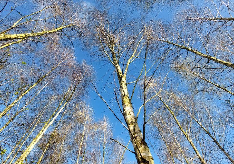 Birke – ein absoluter Lichtbringer