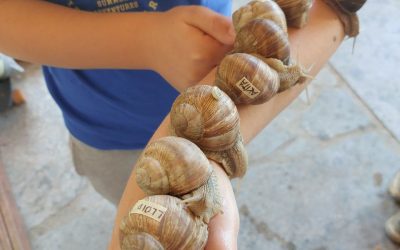 Schnecke ist ein Krafttier