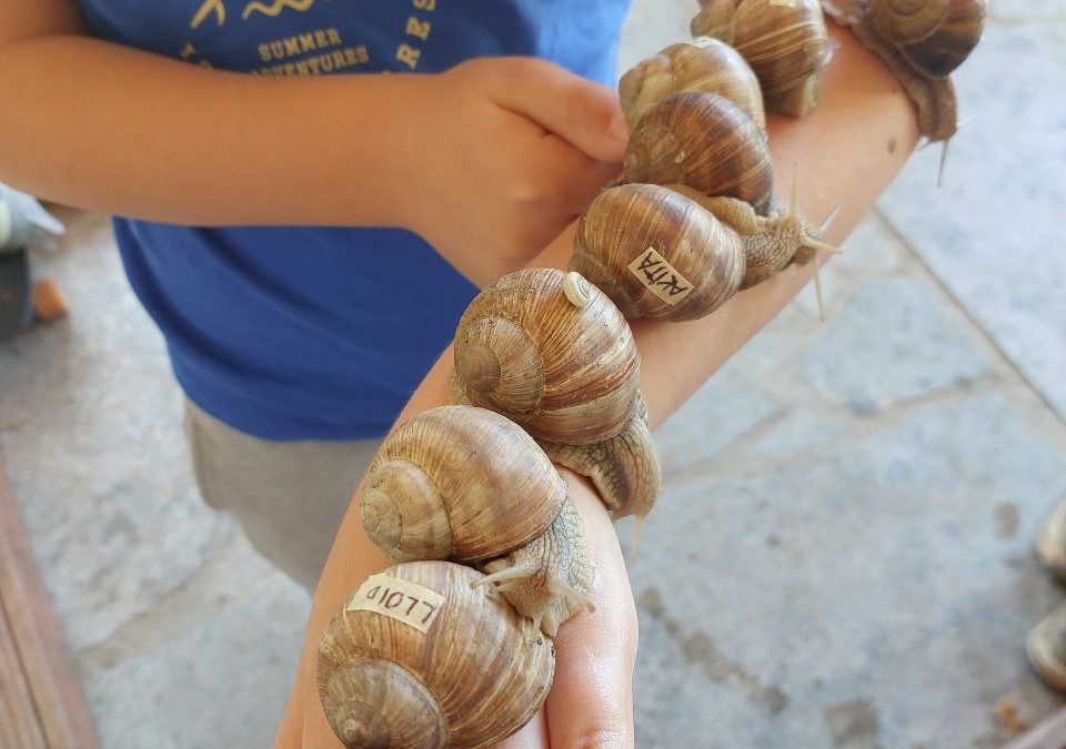 Schnecke ist ein Krafttier