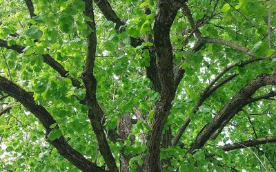 Energien aus dem Erdboden