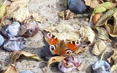 Herbst Tag- und Nachtgleiche