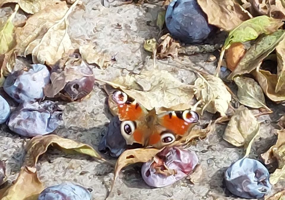Herbst Tag- und Nachtgleiche