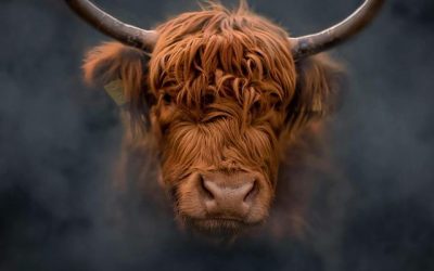 Der Zeitraum des Sternzeichens STIER