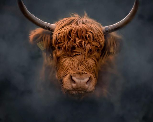 Der Zeitraum des Sternzeichens STIER