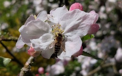 Die Fülle der Natur