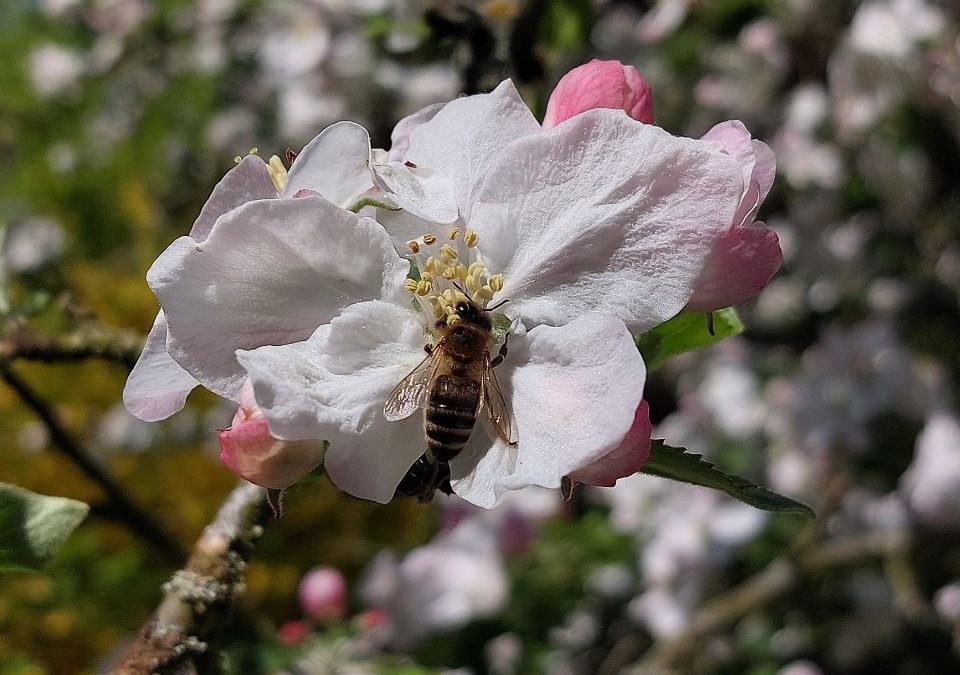 Die Fülle der Natur