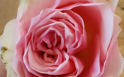 Warum blühst und duftest du?