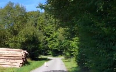 Bewusstes Spazieren gehen