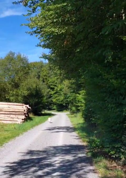 Bewusstes Spazieren gehen